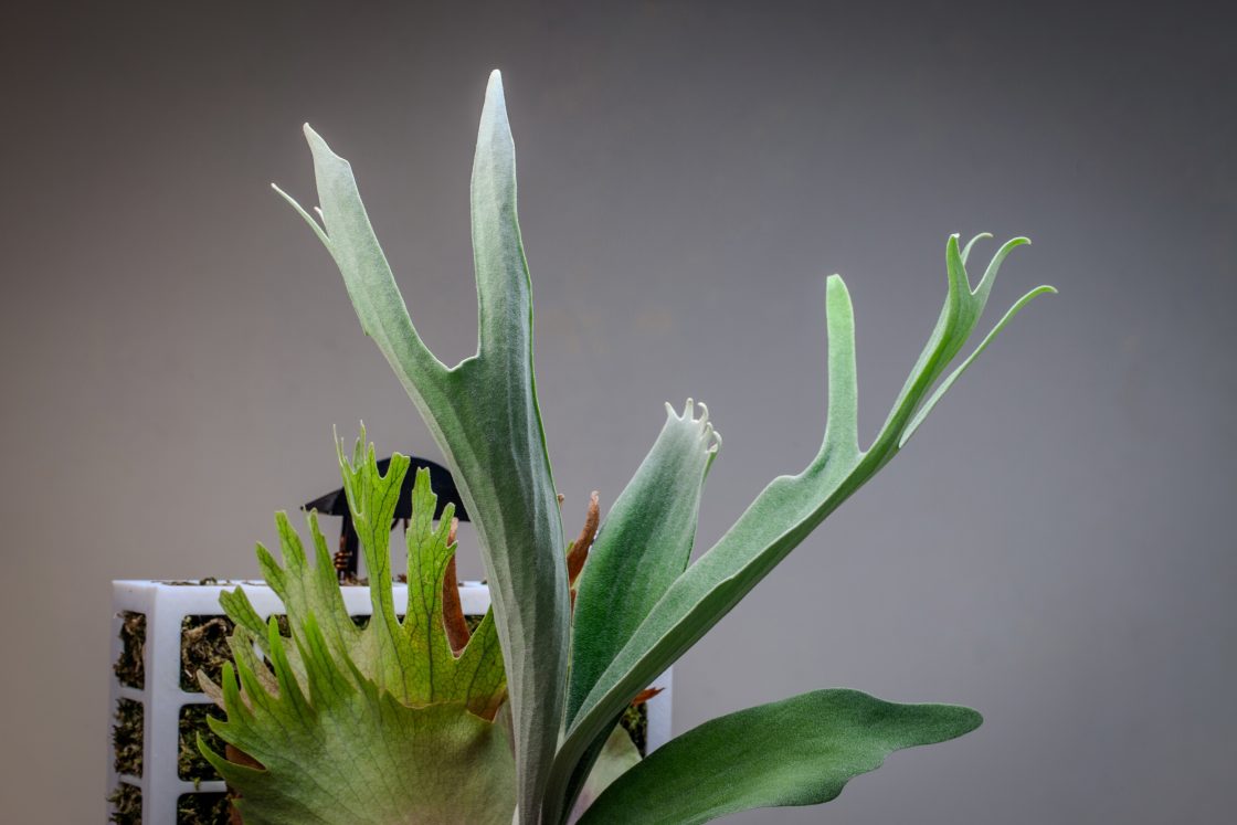 Platycerium veitchii High Finger “Alien” – Sporeling