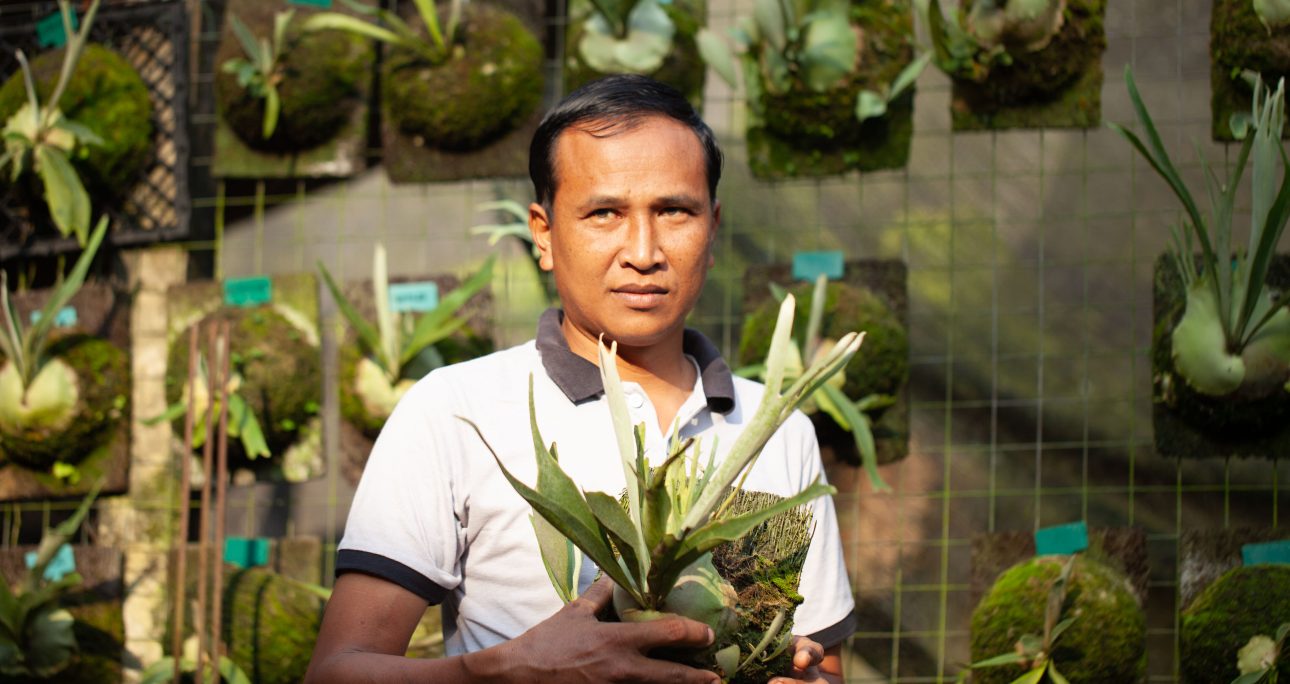 The Discovery of Platycerium veitchii ‘WAR’ and ‘Wild’ Bangli