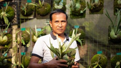 The Discovery of Platycerium veitchii ‘WAR’ and ‘Wild’ Bangli