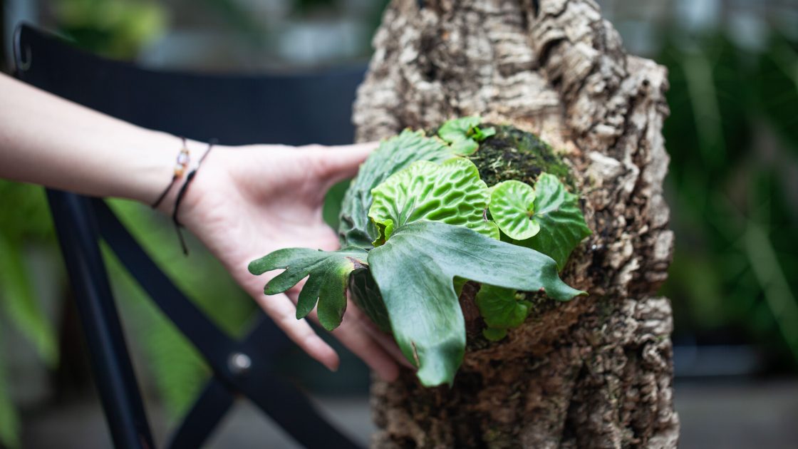 Platycerium madagascariense