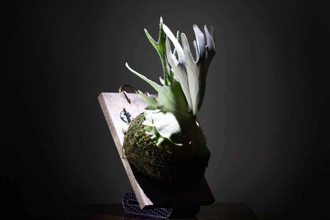 Platycerium veitchii ‘Lisa’ (Spore)